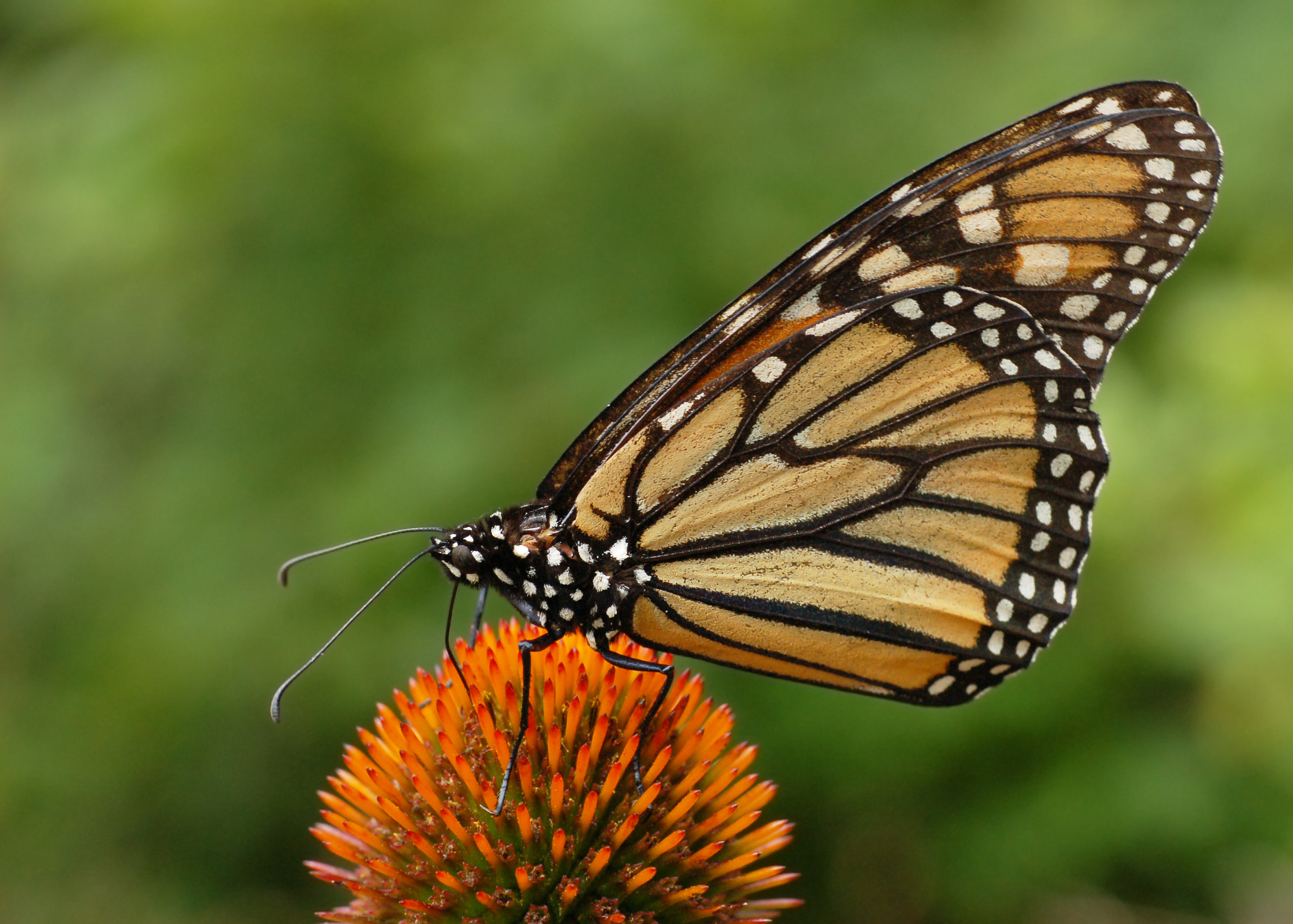 Butterfly Release