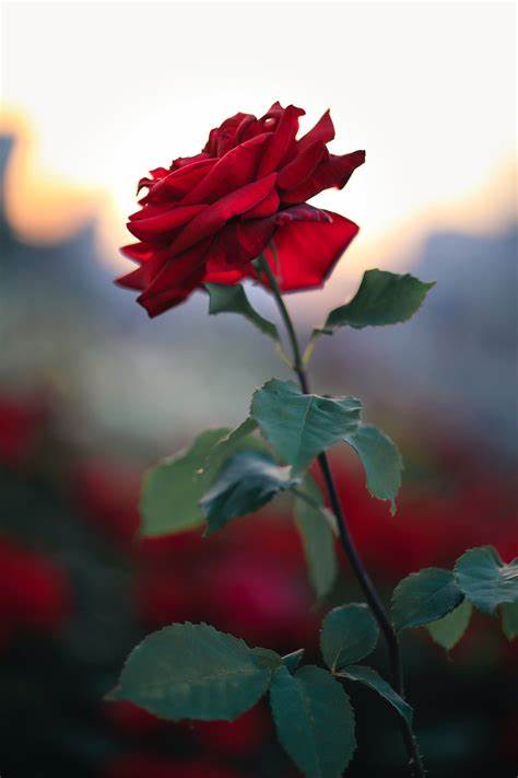 Maclary, Susan M.
